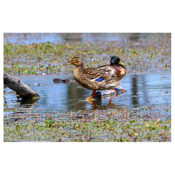 PHOTO84, CLUB, 84 , LUBERON